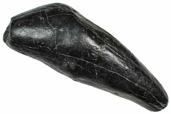 Fossil Sperm Whale (Scaldicetus) Tooth - South Carolina #374154